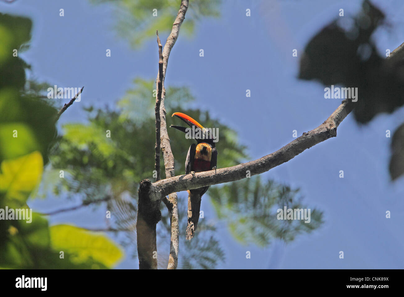 Fiery-billed Aracari (Pteroglossus frantzii) adult, calling, perched on branch in treetop, Costa Rica, february Stock Photo