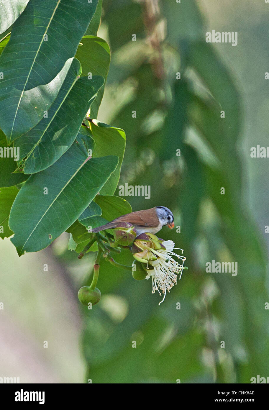 Grey-headed Parrotbill Paradoxornis gularis transfluvialis adult feeding on flowering tree Arunachal Pradesh India february Stock Photo