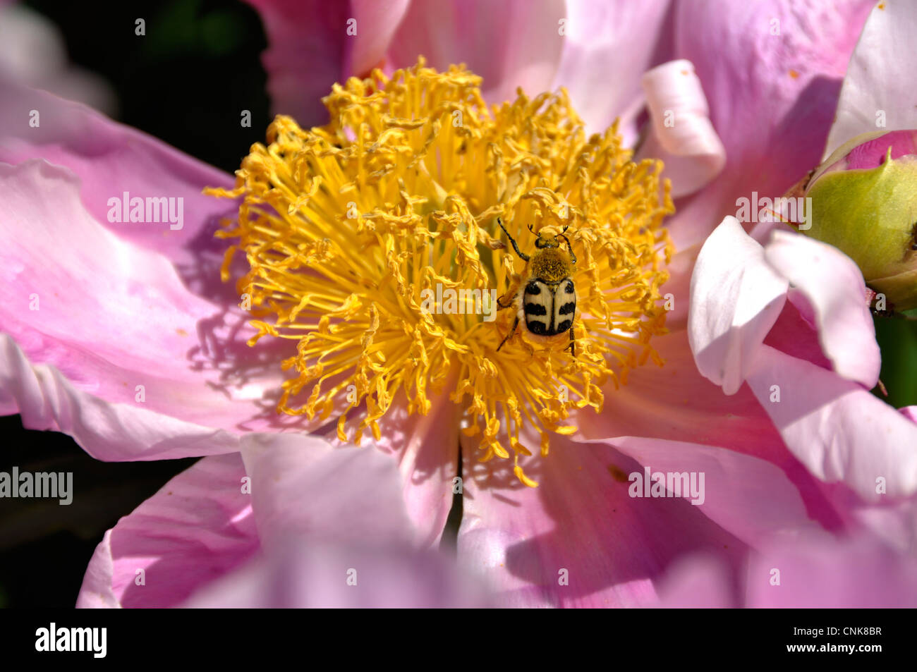 An insect on the stamens of a flower of peony Stock Photo - Alamy