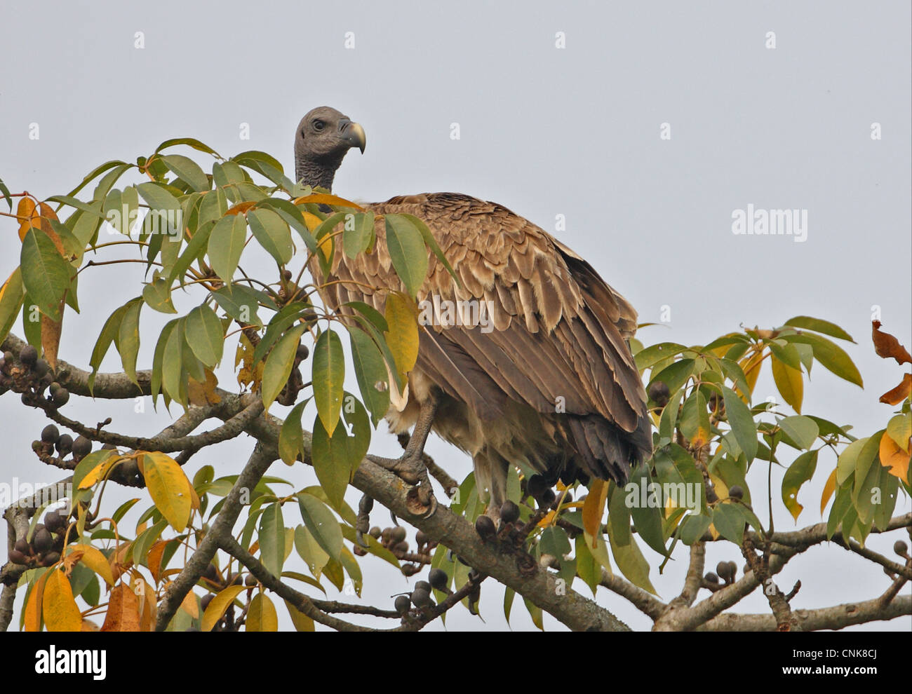 Slender-billed Vulture (Gyps tenuirostris) adult, perched in treetop, Kaziranga N.P., Assam, India, january Stock Photo