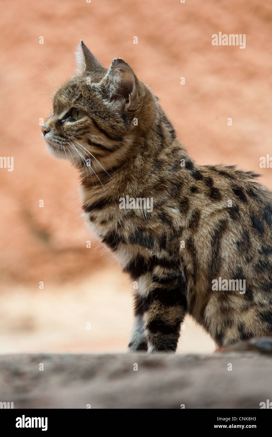 Black Footed Cat Cat Stock Photo Alamy Black Footed Cat Cat Stock Photo Alamy