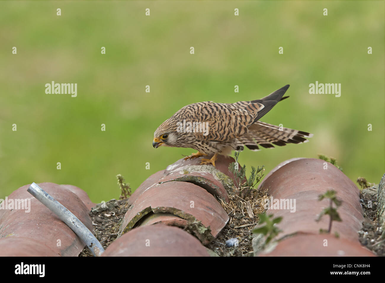Lesser Kestrel (Falco naumanni) adult female, displaying ready for mating, standing on roof tiles, Extramadura, Spain, april Stock Photo