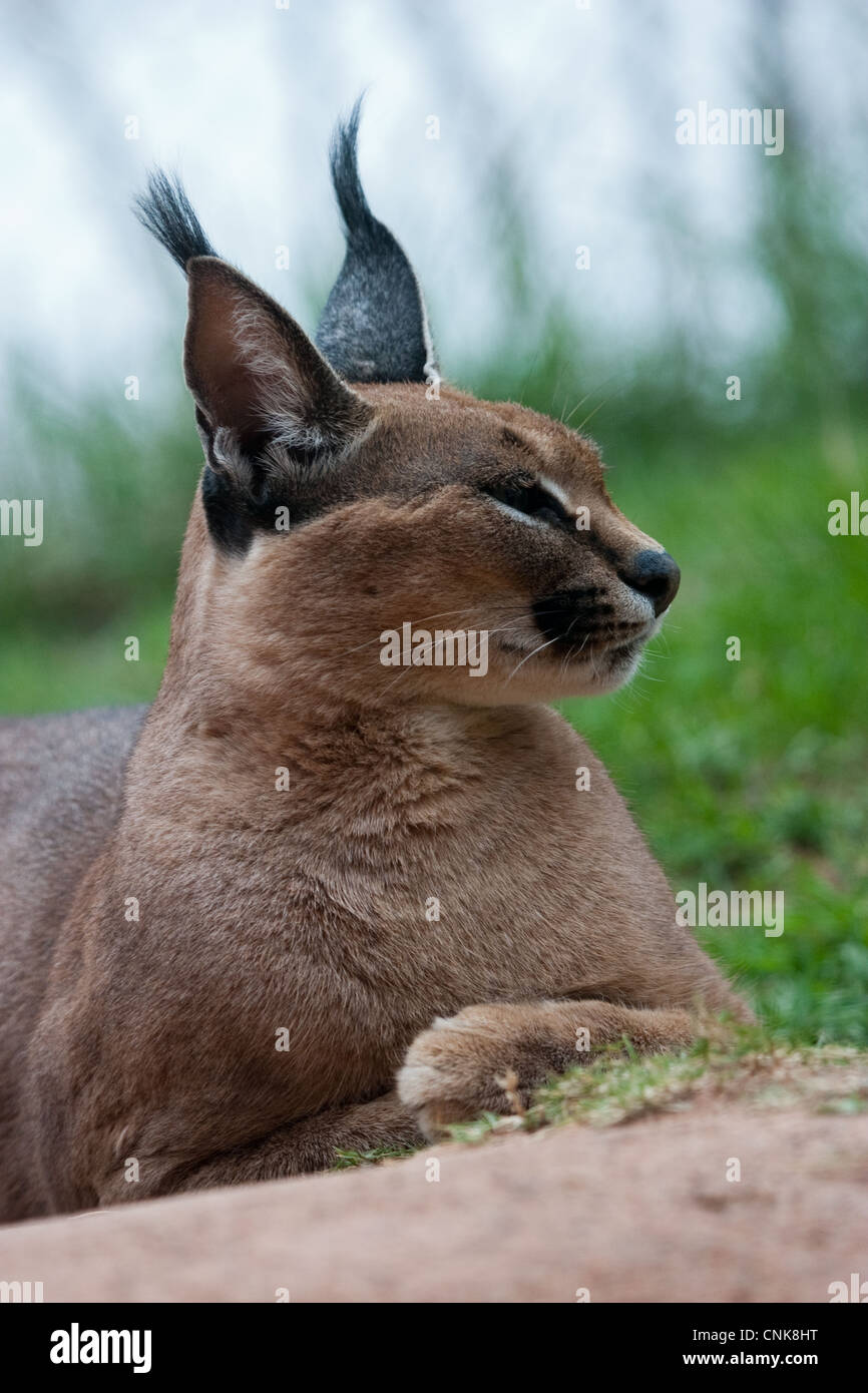 Cat ears hires stock photography and images Alamy