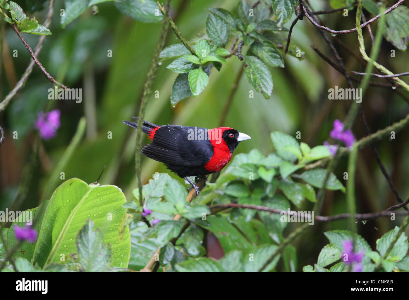 Crimson-collared Tanager (Ramphocelus sanguinolentus) adult, perched on twig in rain, Costa Rica, february Stock Photo