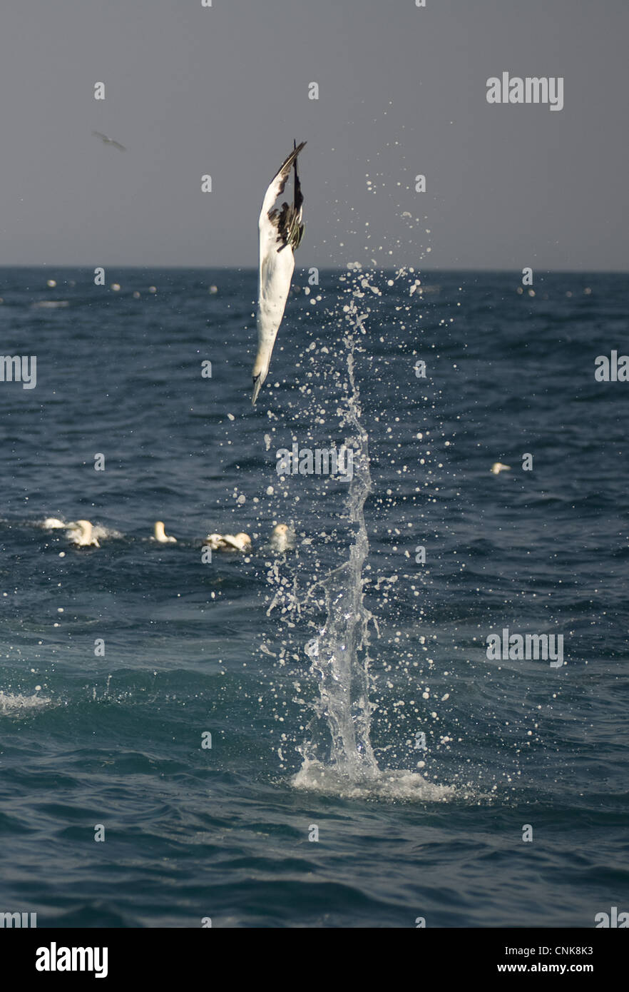 Cape Gannet Morus capensis adults flight diving fish sea offshore Port ...