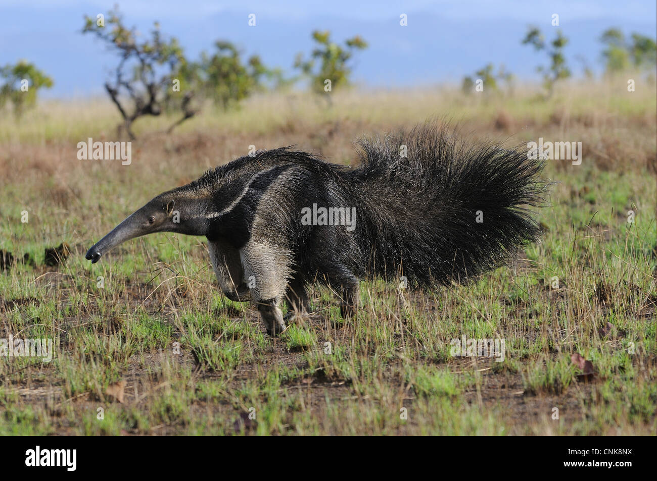 Giant Anteater (Myrmecophaga tridactyla) adult, running in open savannah, Rupununi, Guyana Stock Photo