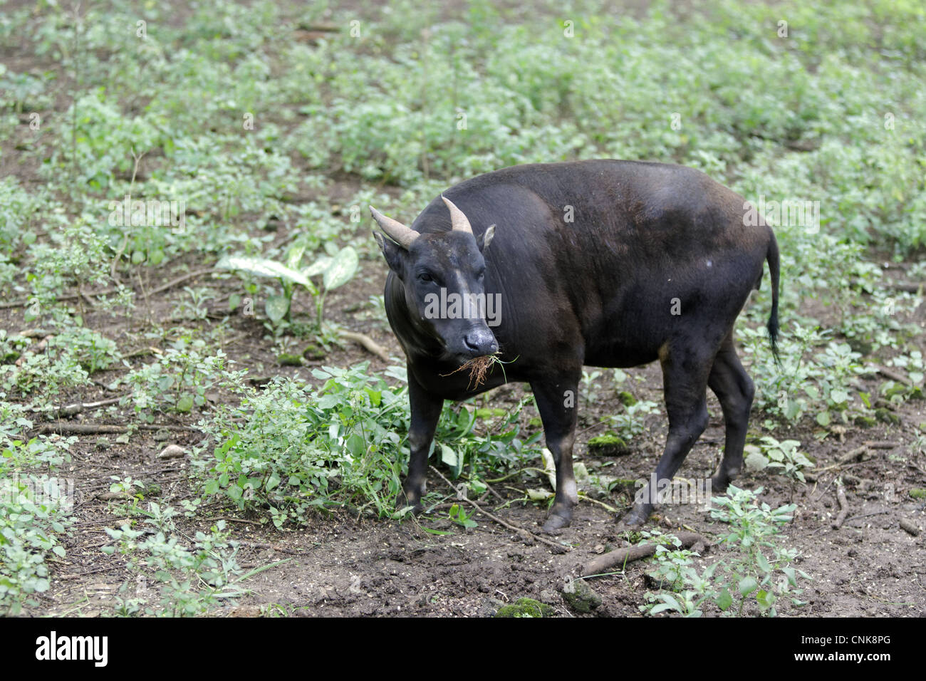 Anoa hi-res stock photography and images - Alamy