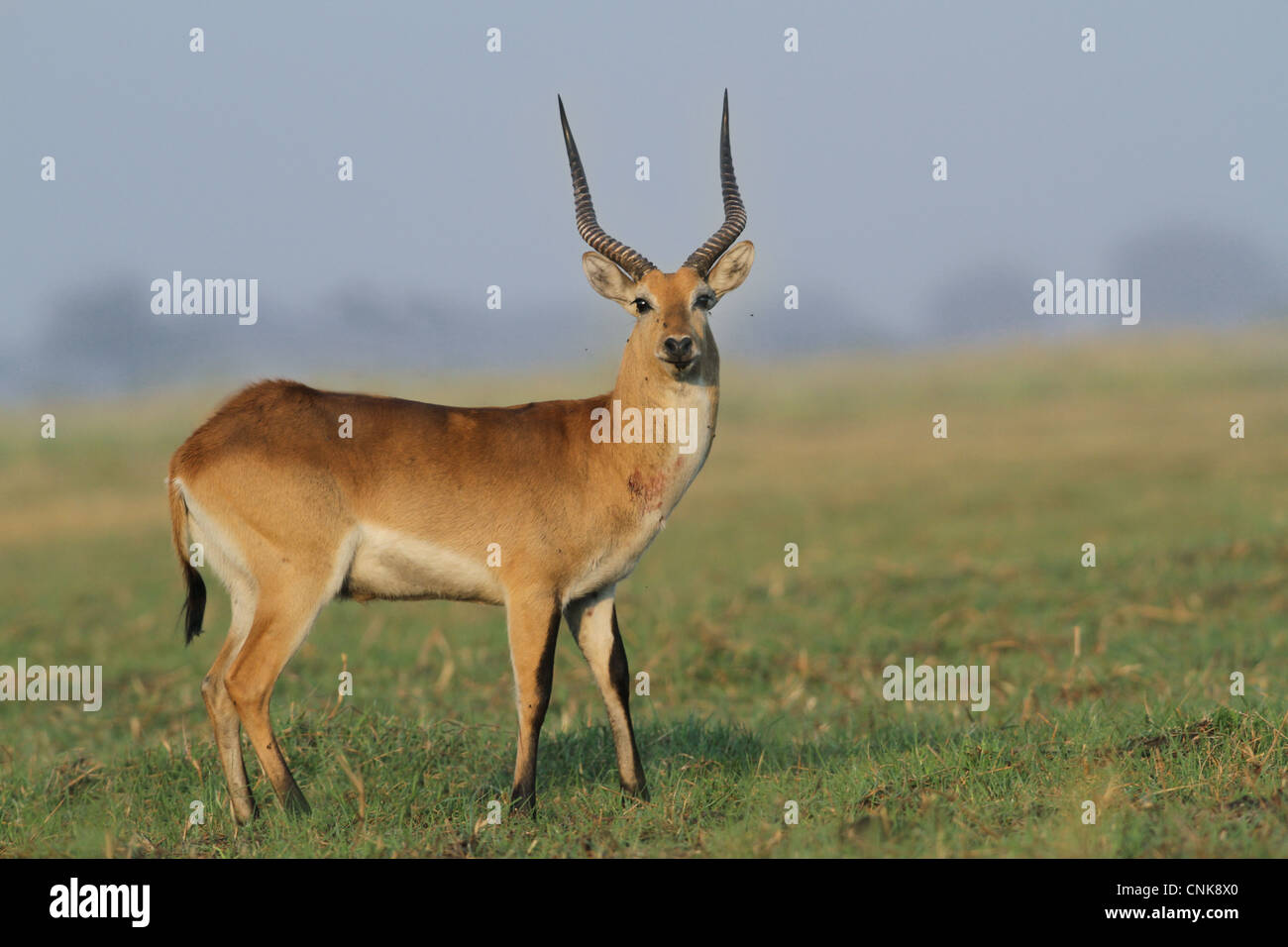 Red Lechwe (Kobus leche leche) adult male, with wound on neck, standing on grass in wetland, Chobe N.P., Botswana Stock Photo