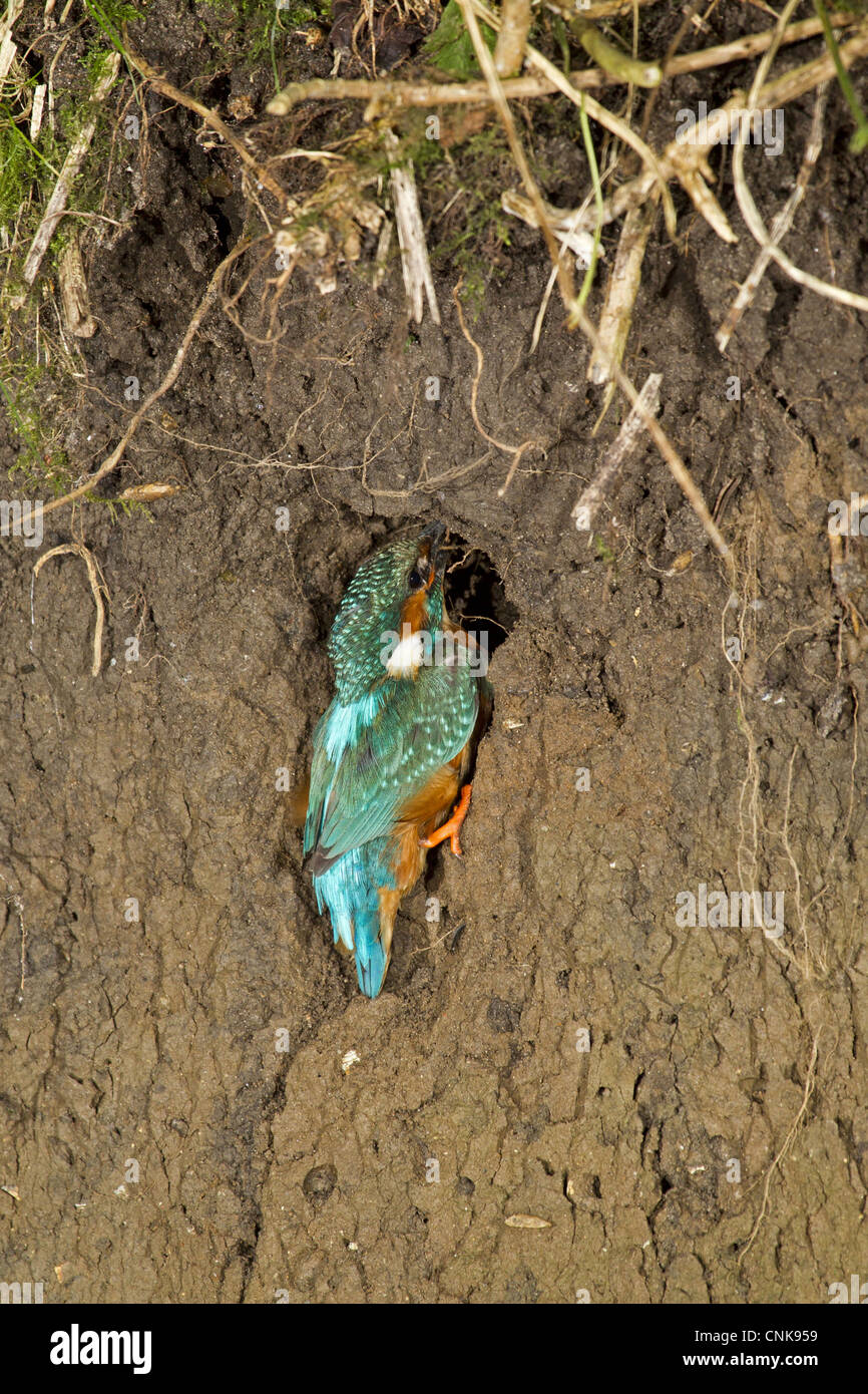 Common Kingfisher (Alcedo atthis) adult male, building nest tunnel in