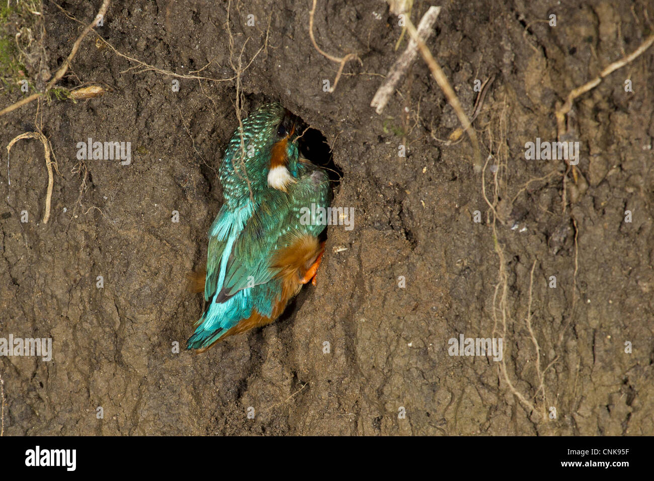 Common Kingfisher (Alcedo atthis) adult male, building nest tunnel in