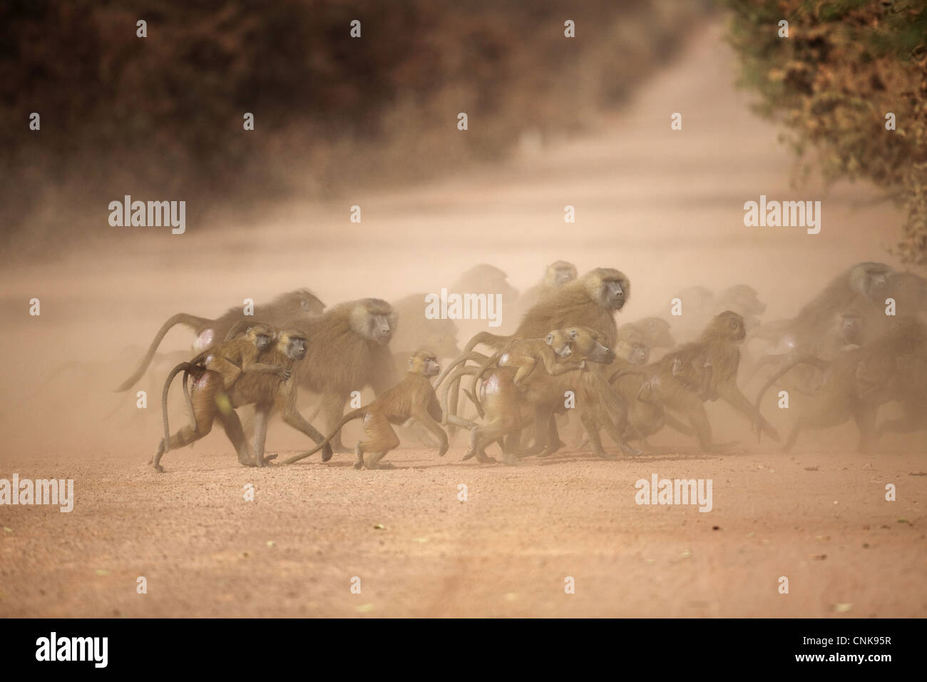 Guinea Baboon (Papio papio) adult males, adult females carrying babies and juveniles, group crossing dusty dirt road, Gambia Stock Photo