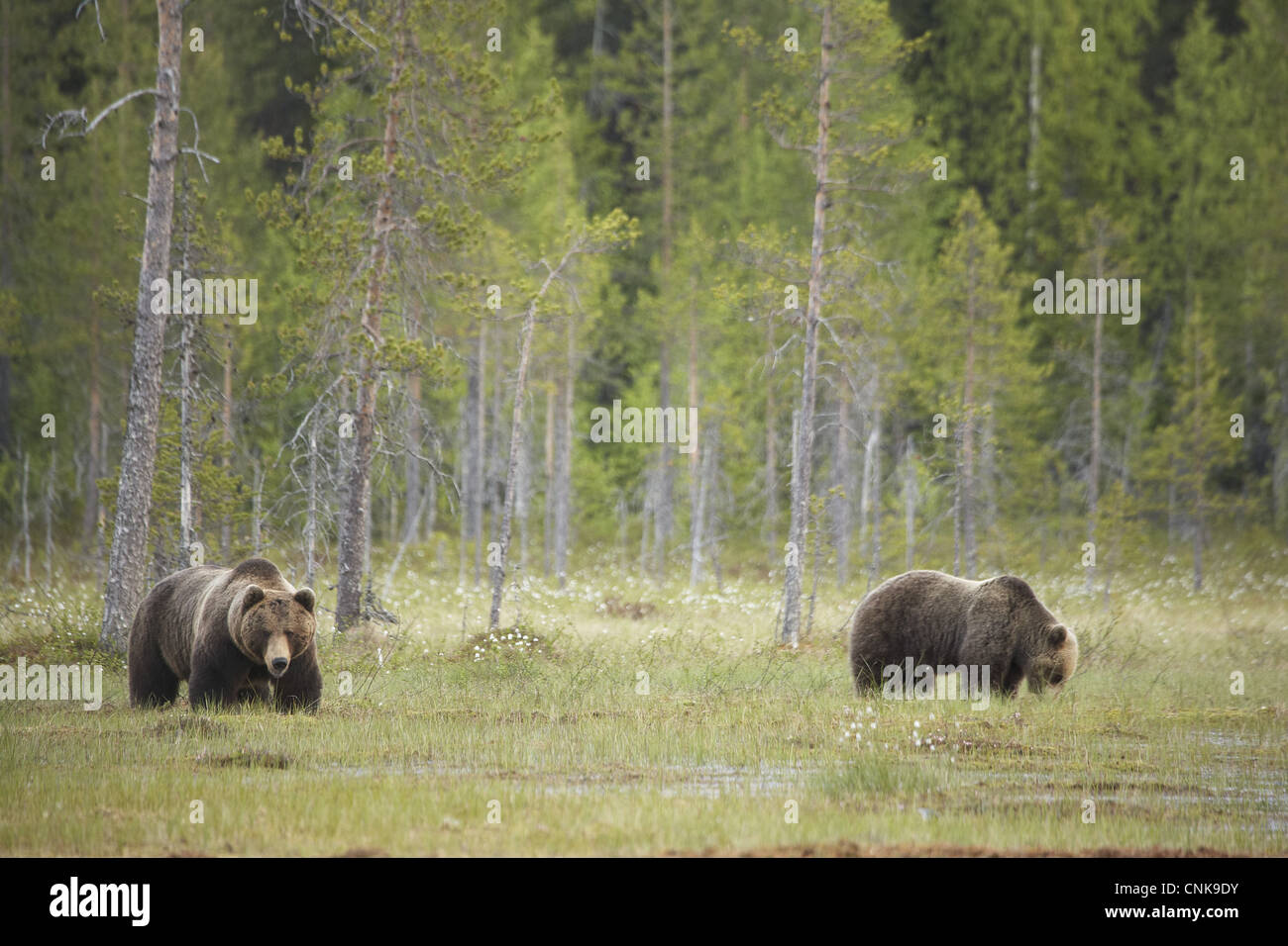 European Brown Bear (Ursus arctos arctos) adult pair, standing at edge ...