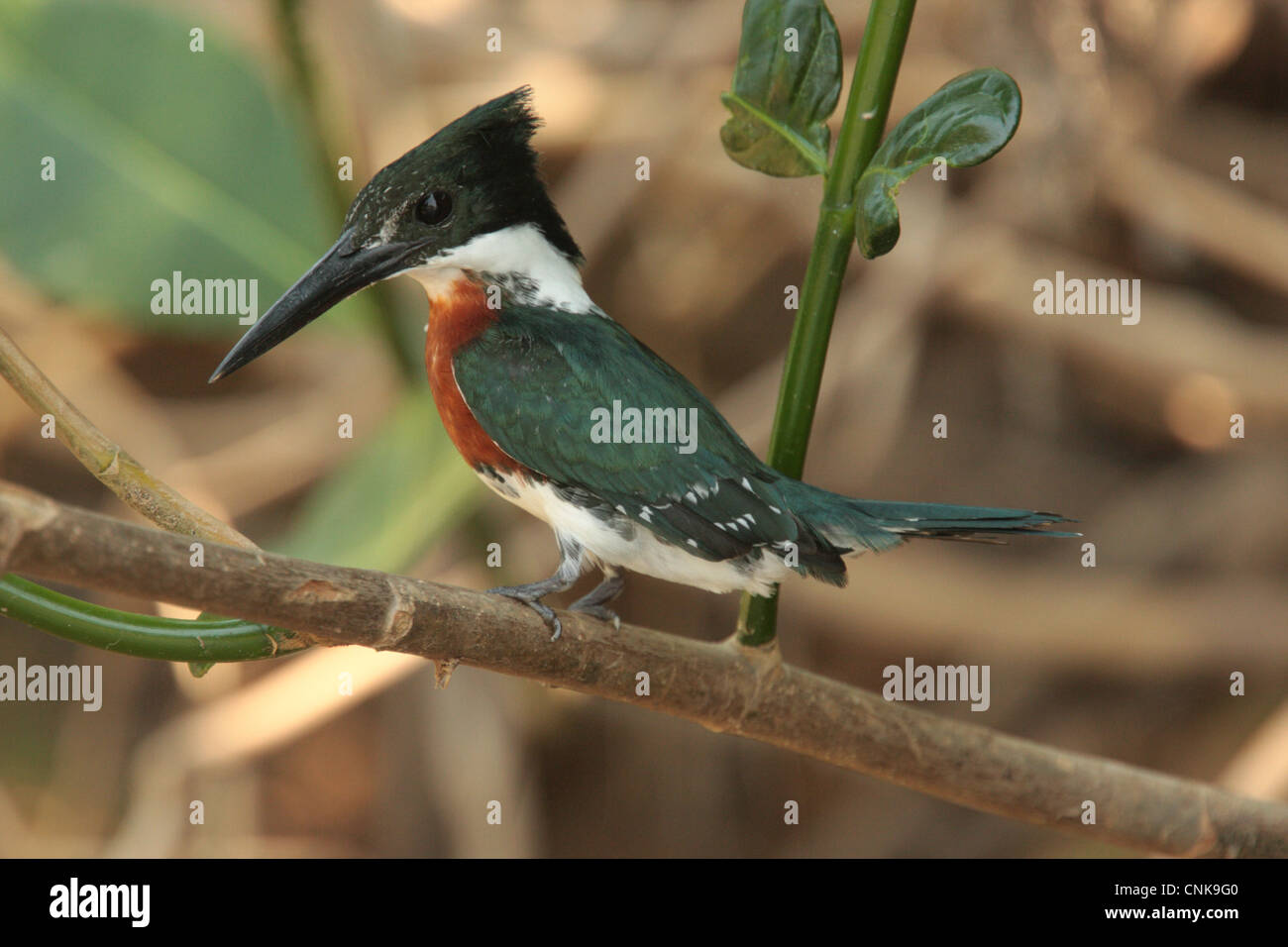 Amazon Kingfisher (Chloroceryle amazona) adult male, perched on twig, Cuiaba River, Mato Grosso, Brazil, september Stock Photo