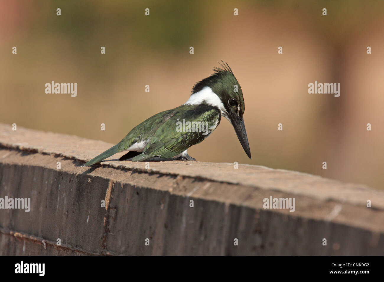 Amazon Kingfisher (Chloroceryle amazona) adult female, perched on wall, Pixaim, Mato Grosso, Brazil, august Stock Photo