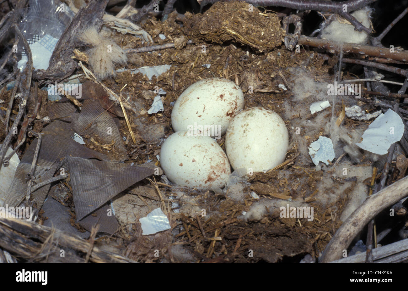 Black Kite (Milvus migrans) Nest with three eggs Stock Photo Alamy