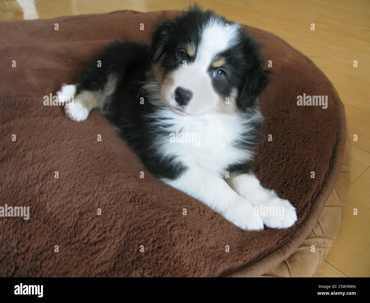 Australian shepherd puppy laying on dog bed. Stock Photo