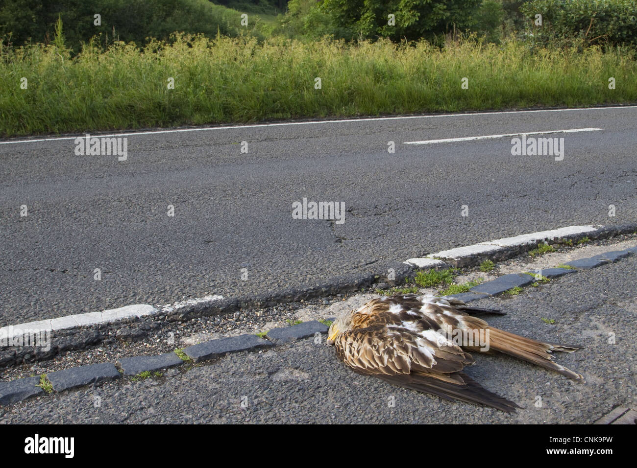 Red Kite (Milvus milvus) dead adult, roadkill casualty on roadside