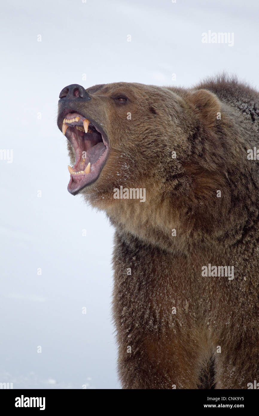 Grizzly Bear (Ursus arctos horribilis) adult, growling, close-up of head, in snow, Montana, U.S.A., january (captive) Stock Photo