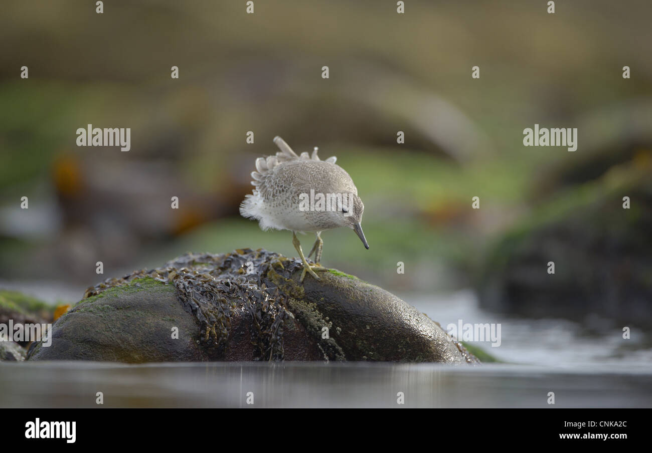 Foraging On Rocks Knot (Calidris canutus) adult, winter plumage, foraging amongst rocks ...