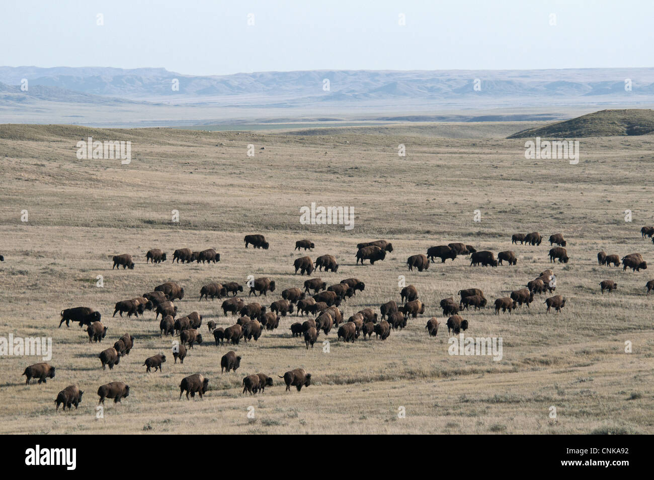 Plains Bison Bison bison bison adult males females calves herd walking ...
