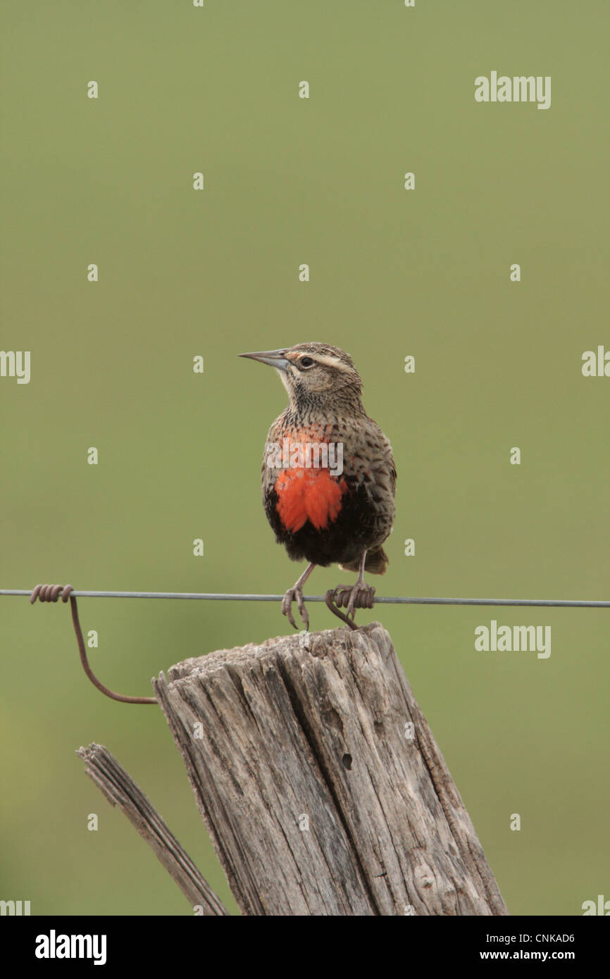 Long-tailed Meadowlark Sturnella loyca adult female perched on wire Bahia Blanca Buenos Aires Province Argentina september Stock Photo