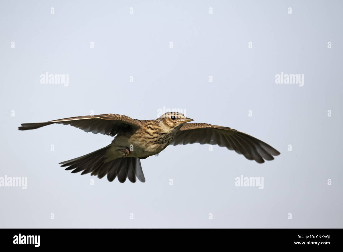 Skylark (Alauda arvensis) adult, in flight, Midlands, England, april Stock Photo
