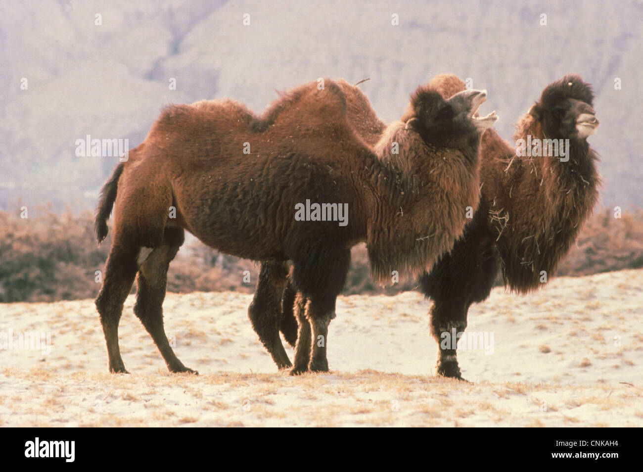 Bactrian Camel (Camelus bactrianus) two adults, winter coats, calling, Ladakh, Kashmir, India Stock Photo