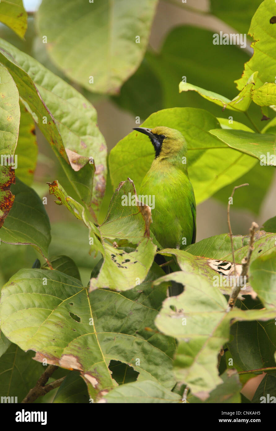 Jerdon's Leafbird (Chloropsis jerdoni) adult male, perched amongst leaves in tree, Sri Lanka, december Stock Photo