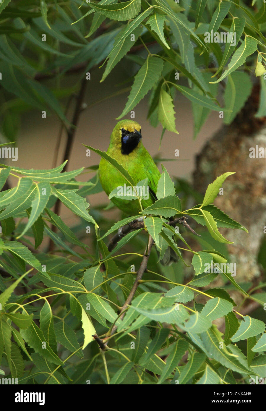 Jerdon's Leafbird (Chloropsis jerdoni) adult male, perched amongst leaves in tree, Sri Lanka, december Stock Photo