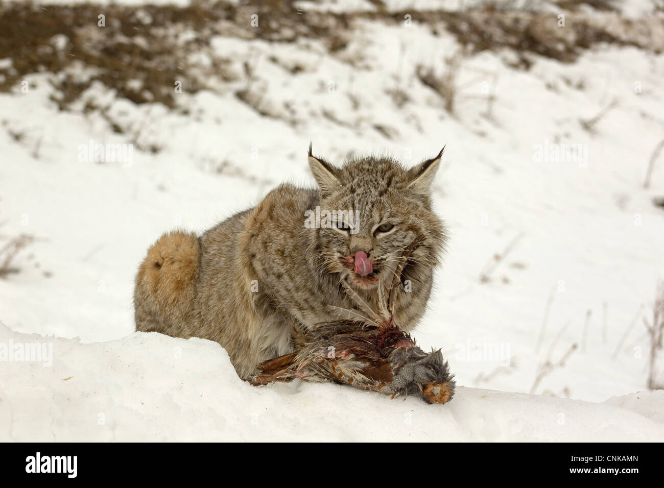 Bobcat Lynx Rufus Adult Feeding Grey Partridge Perdix Perdix