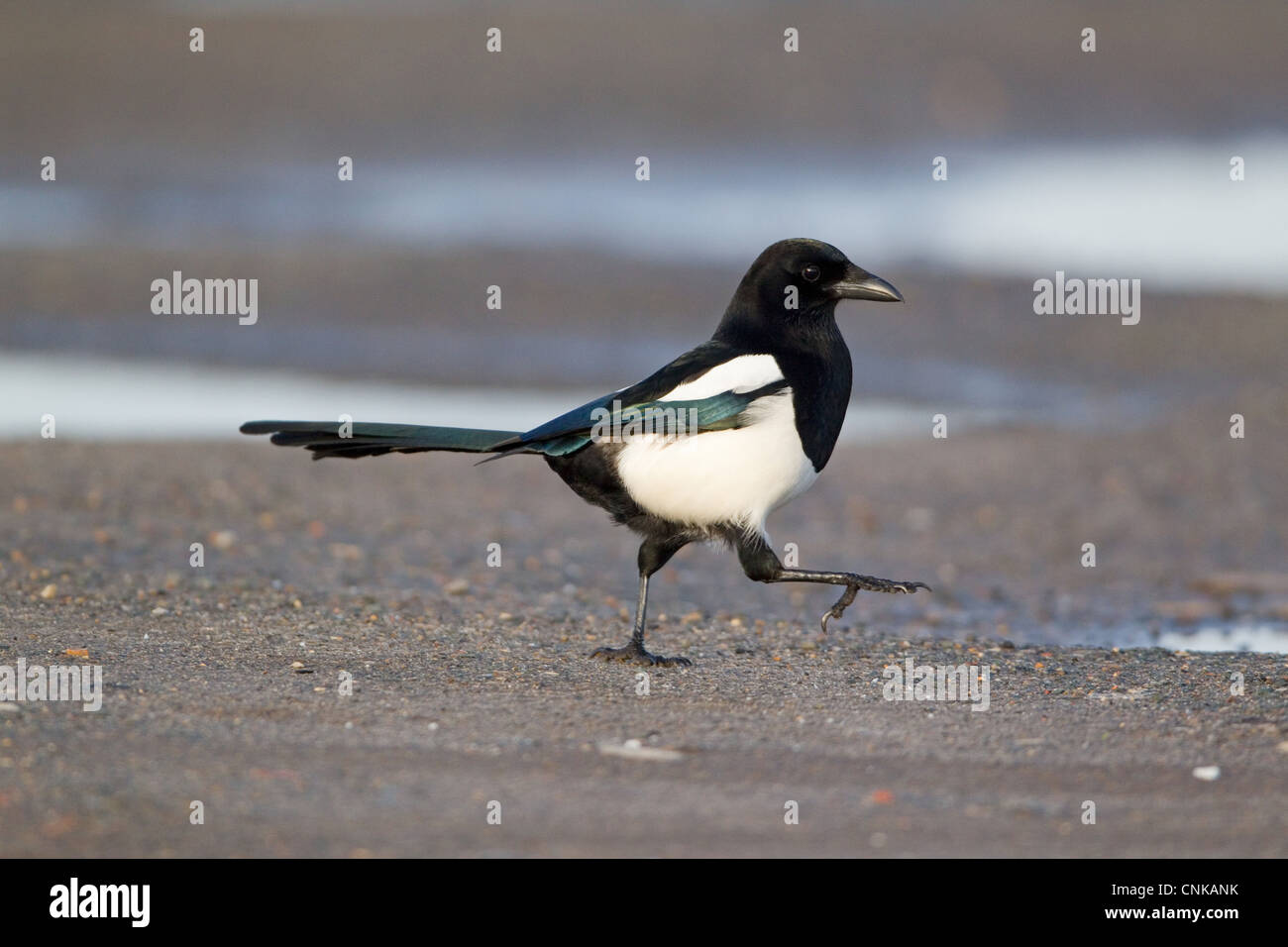 Common Magpie (Pica pica) adult, walking on shore, Suffolk, England, february Stock Photo