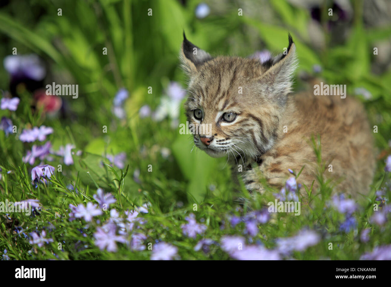 Bobcat Lynx Rufus Eight Weeks Old Cub Standing Amongst Wildflowers In Meadow Montana Usa 