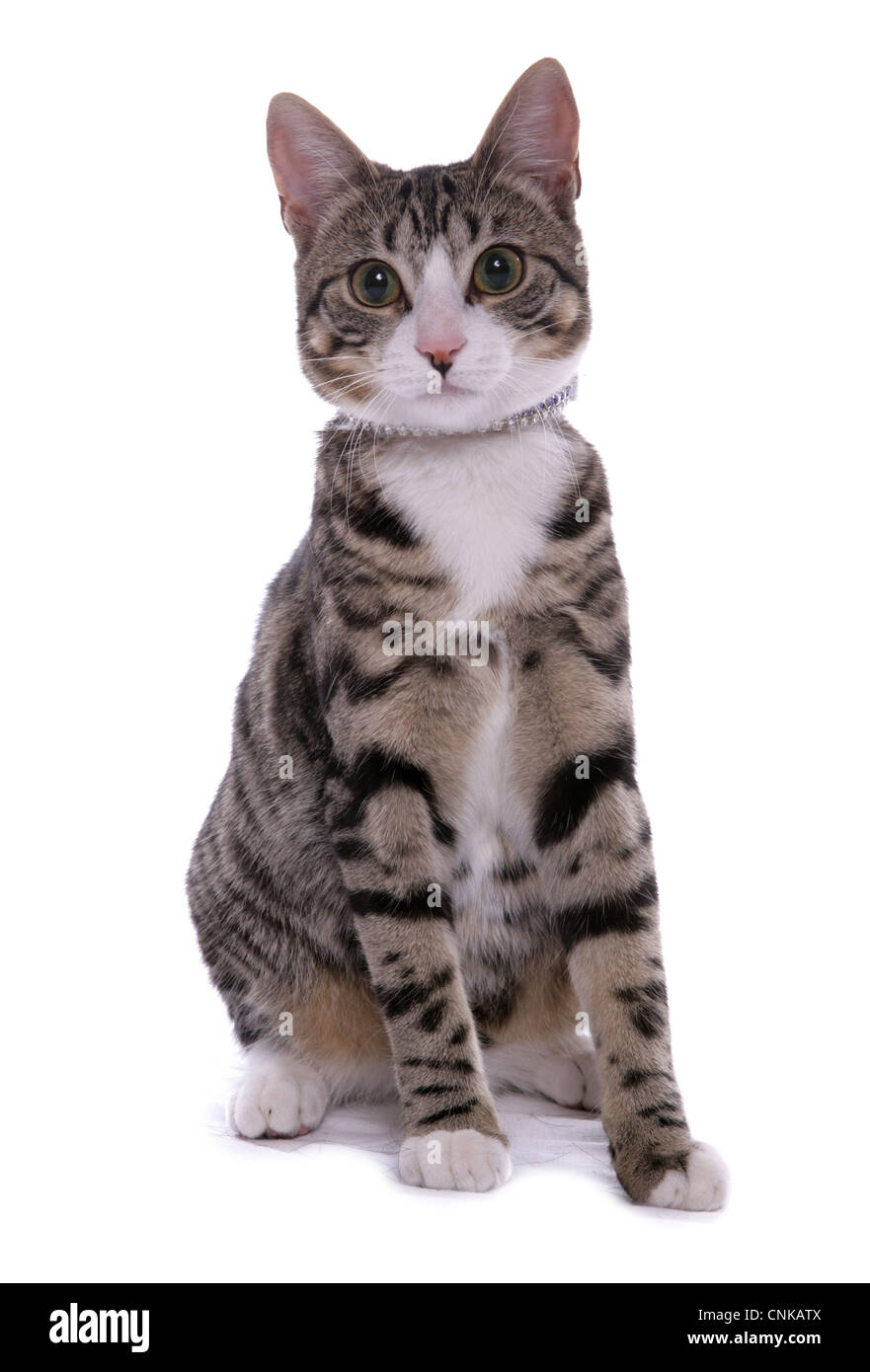 Domestic Cat, tabby, young female, with collar, sitting Stock Photo