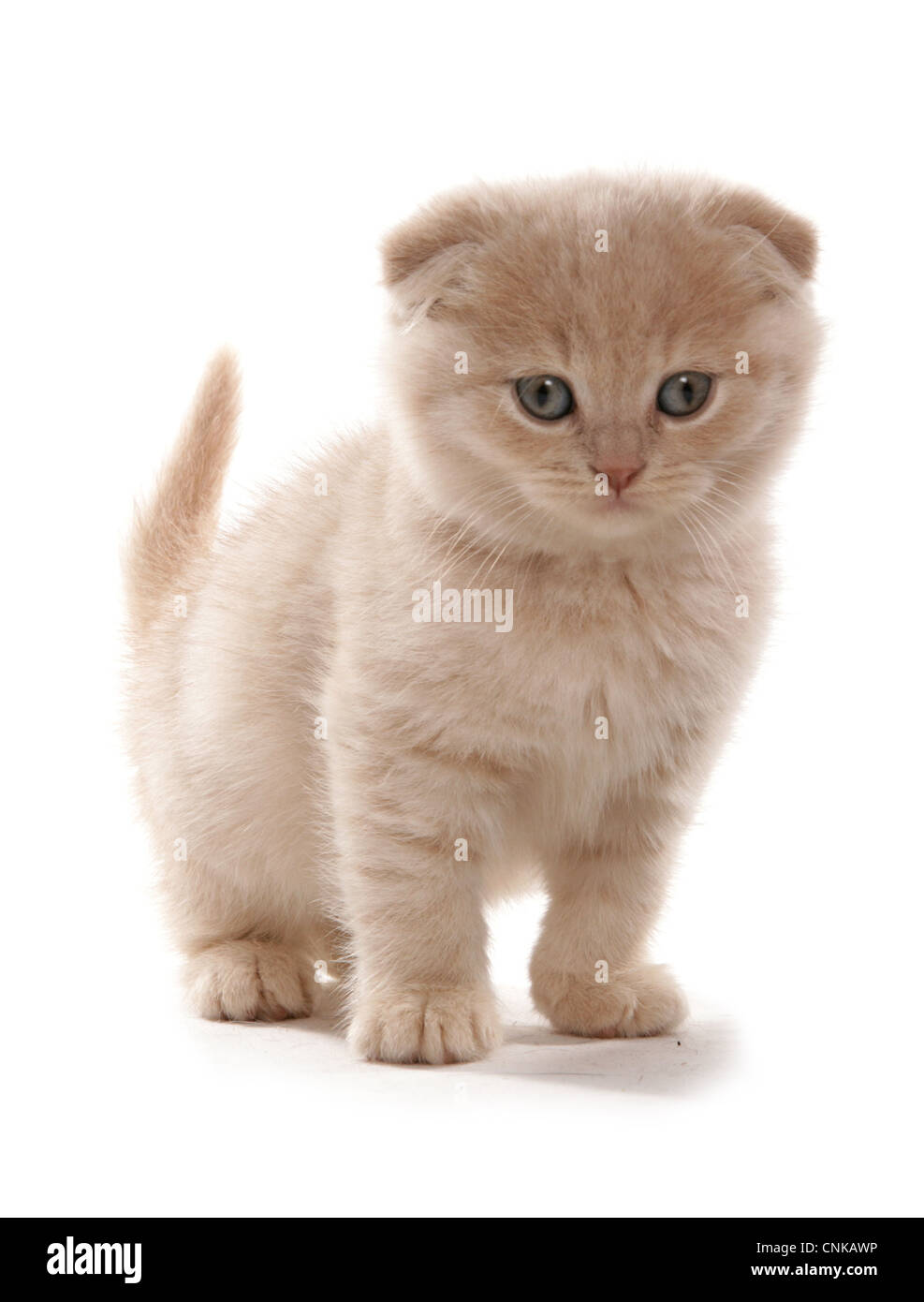 Domestic Cat, Scottish Fold, cream kitten, standing Stock Photo