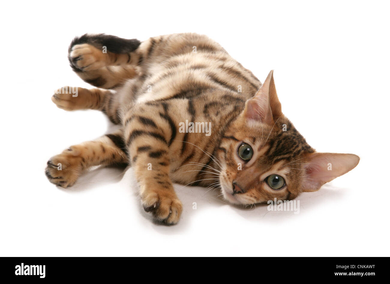 Domestic Cat, Rosetted Bengal, kitten, laying Stock Photo
