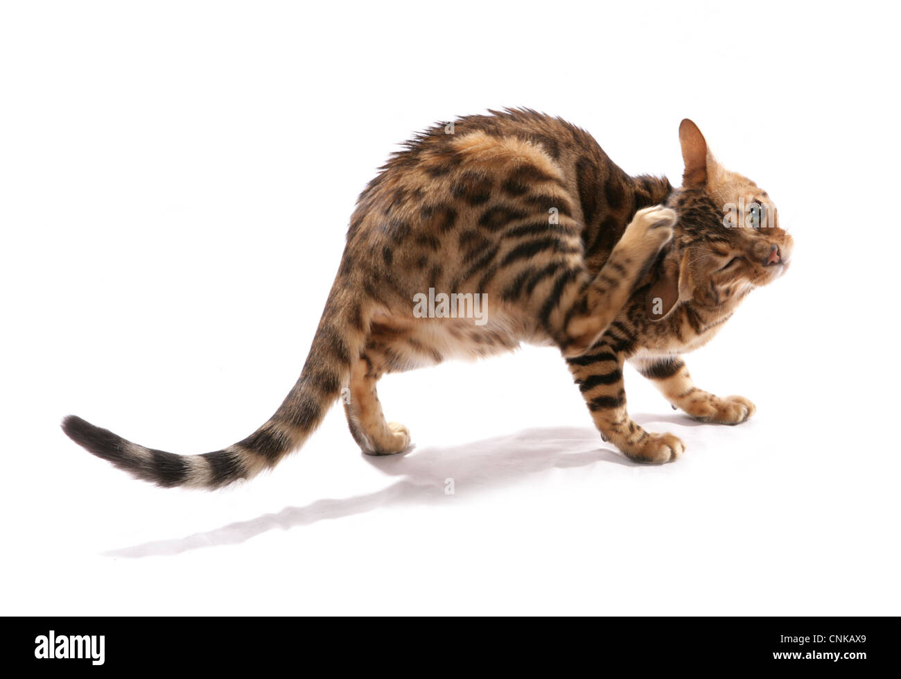 Domestic Cat, Rosetted Bengal, adult, scratching head with hind paw Stock Photo