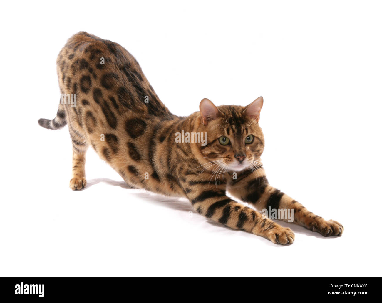 Domestic Cat, Rosetted Bengal, adult, stretching Stock Photo