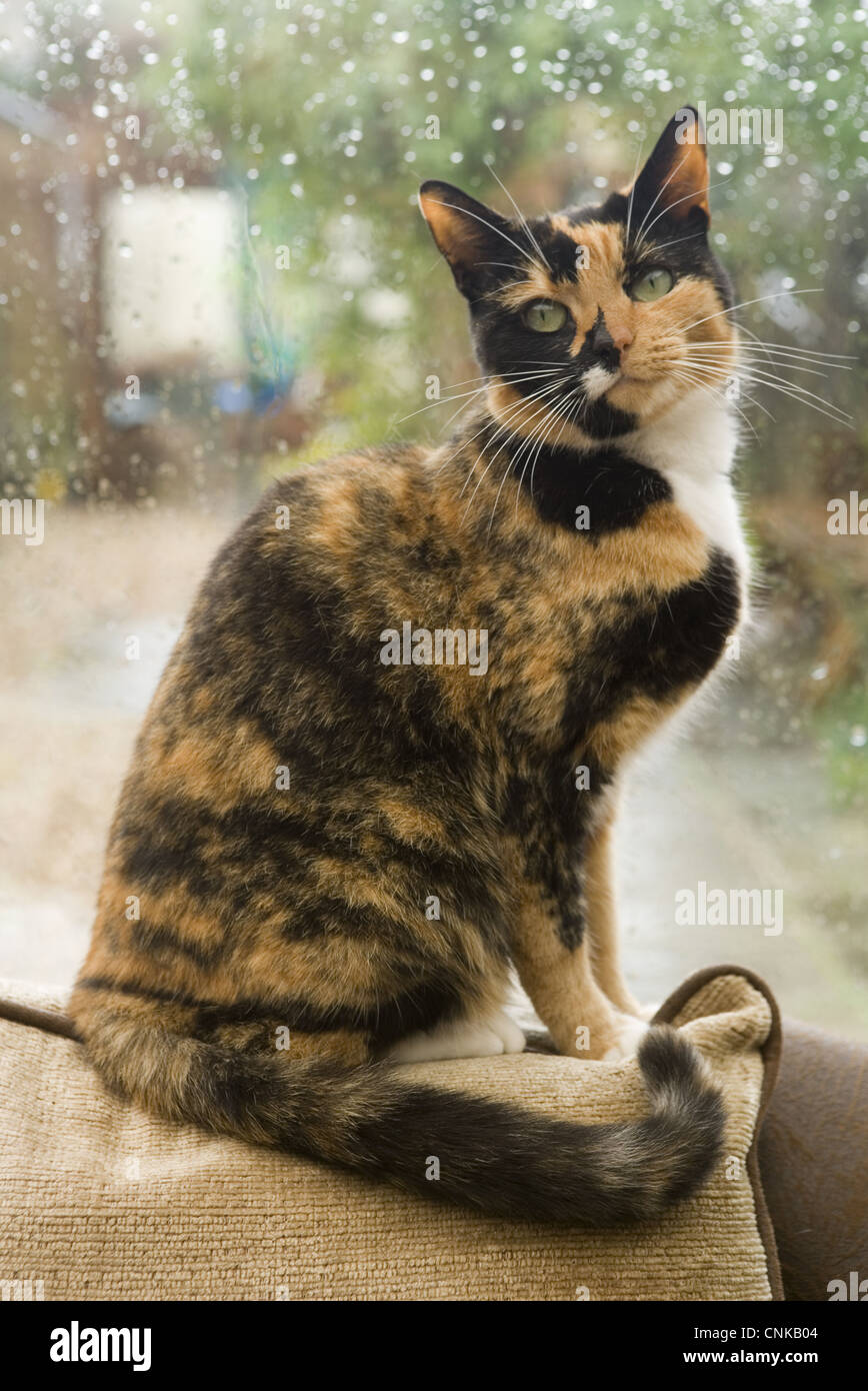 Domestic Cat, tortoiseshell adult female, sitting on furniture beside ...