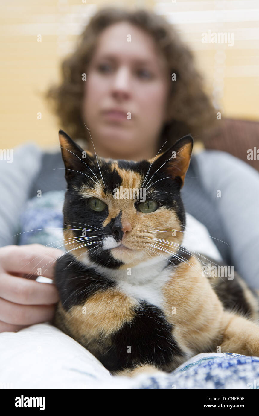 Domestic Cat, tortoiseshell adult female, sitting on lap of owner ...