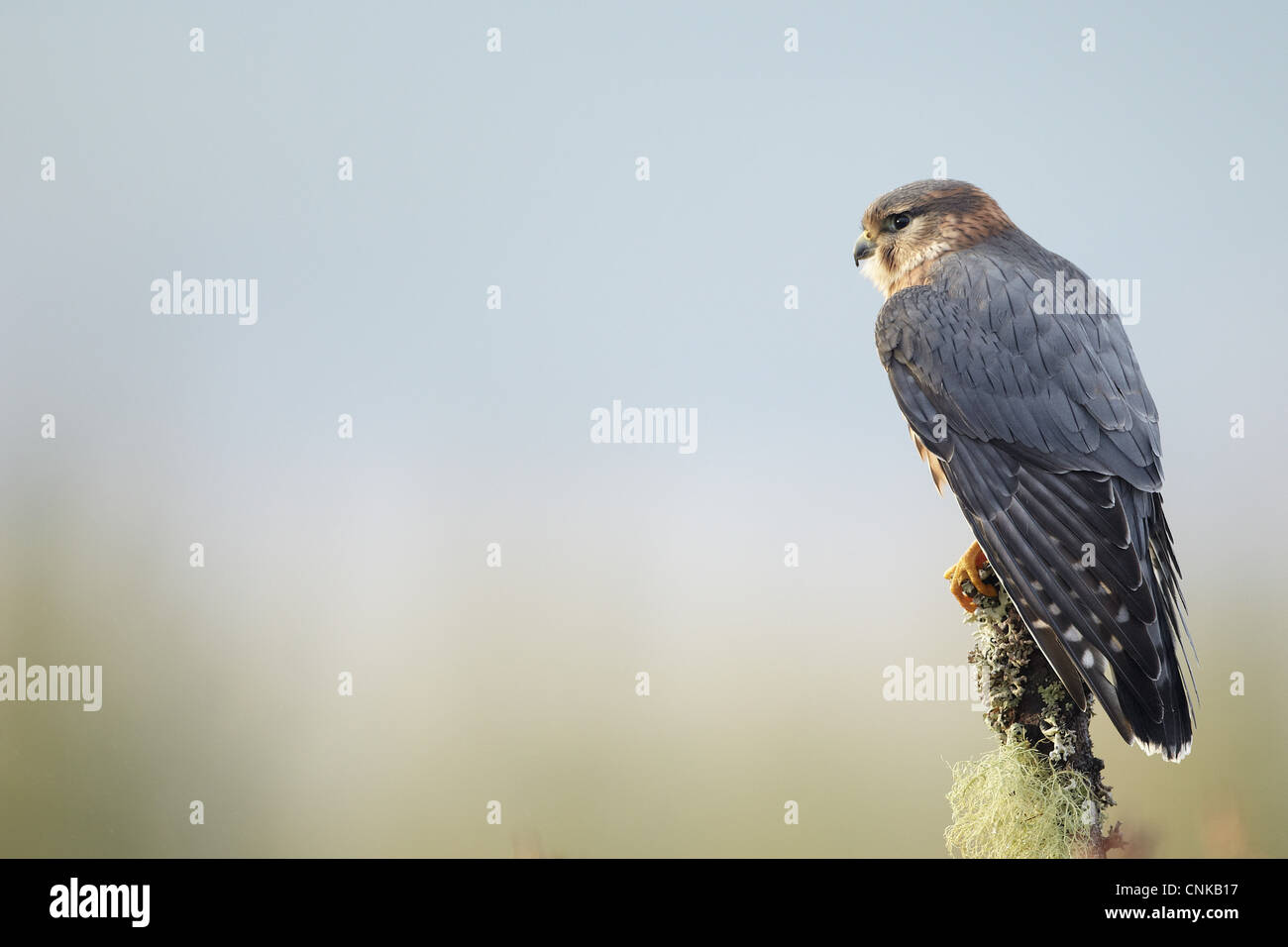 Merlin (Falco columbarius) adult male, perched on lichen covered stump, Scotland (captive) Stock Photo