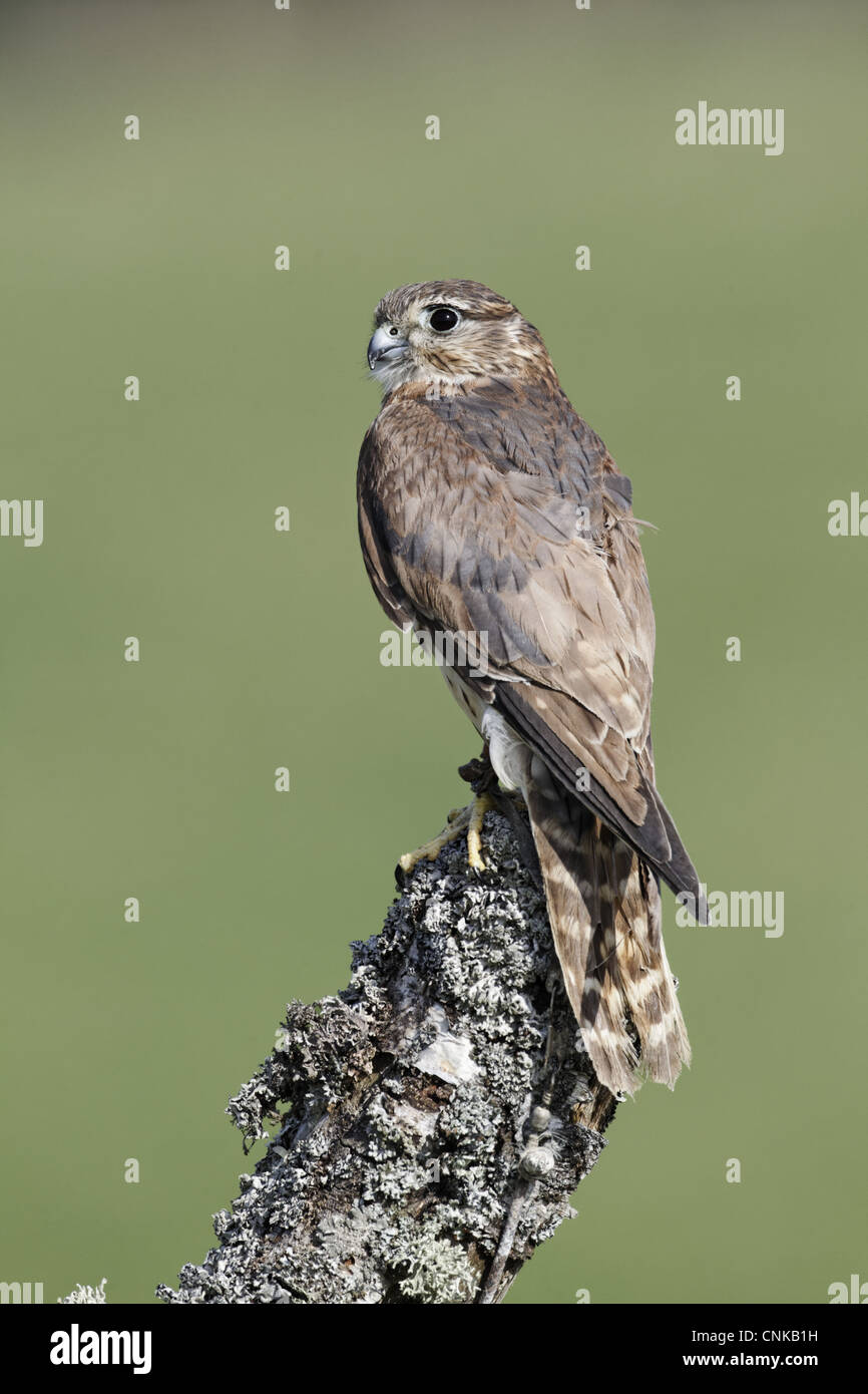 Merlin (Falco columbarius) adult female, perched on stump, England ...