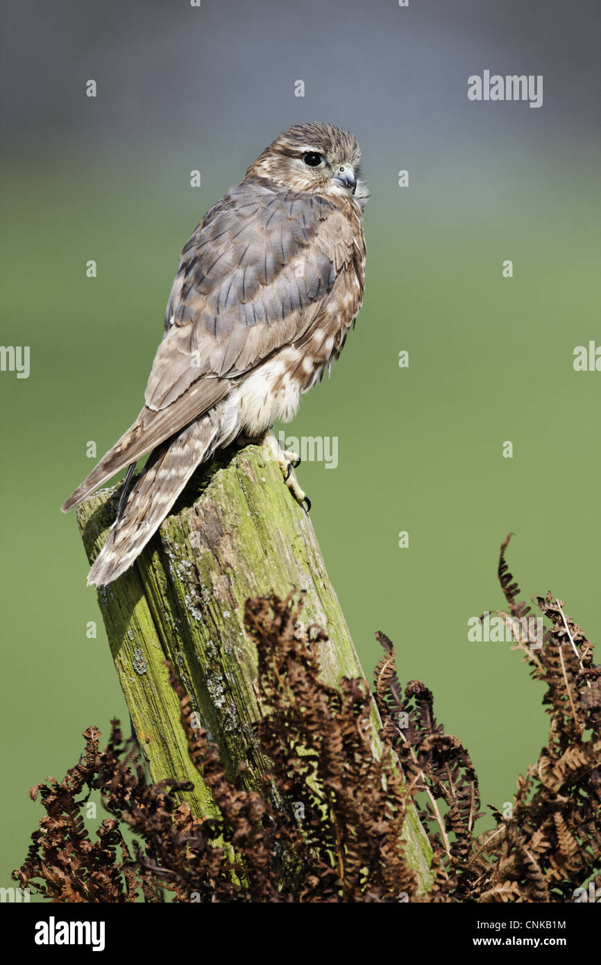 Merlin (Falco columbarius) adult female, perched on post, England ...
