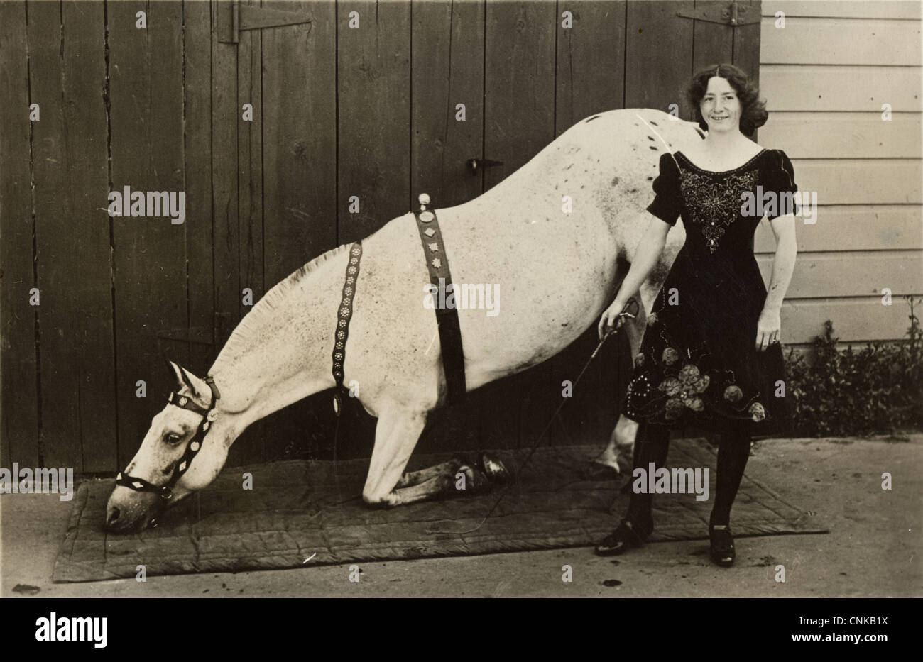 Circus Trainer Lady & Trained White Horse Stock Photo