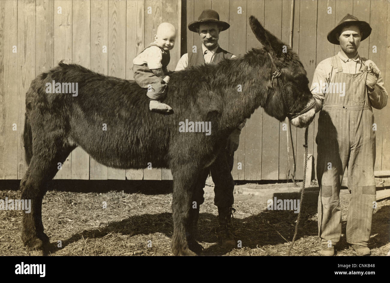 Happy Infant Boy Riding a Donkey Stock Photo - Alamy