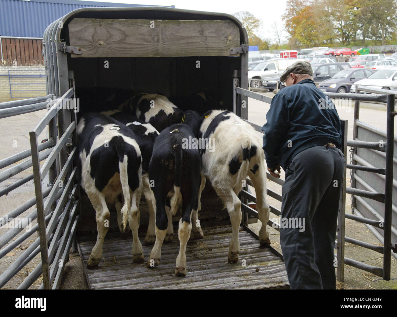 Domestic Cattle Holstein male calves being loaded onto livestock trailer market Carlisle Livestock Market Cumbria England Stock Photo