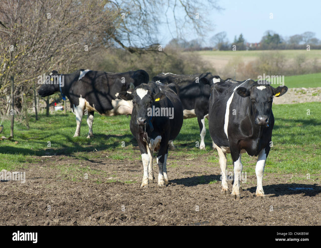 Domestic Cattle, Holstein Friesian type dairy cows, herd standing in ...