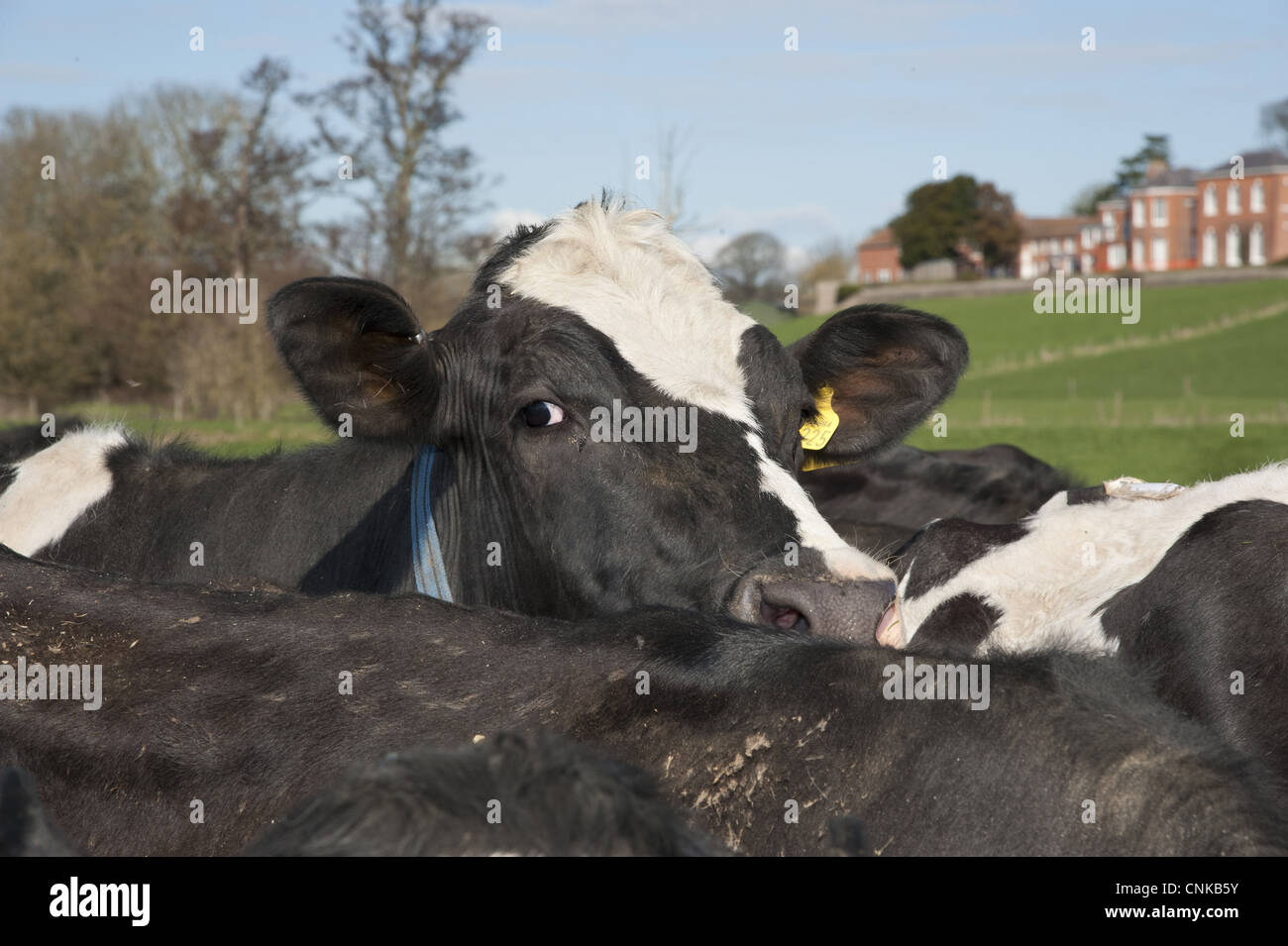 Domestic Cattle, Holstein Friesian type dairy cows, herd in pasture on ...