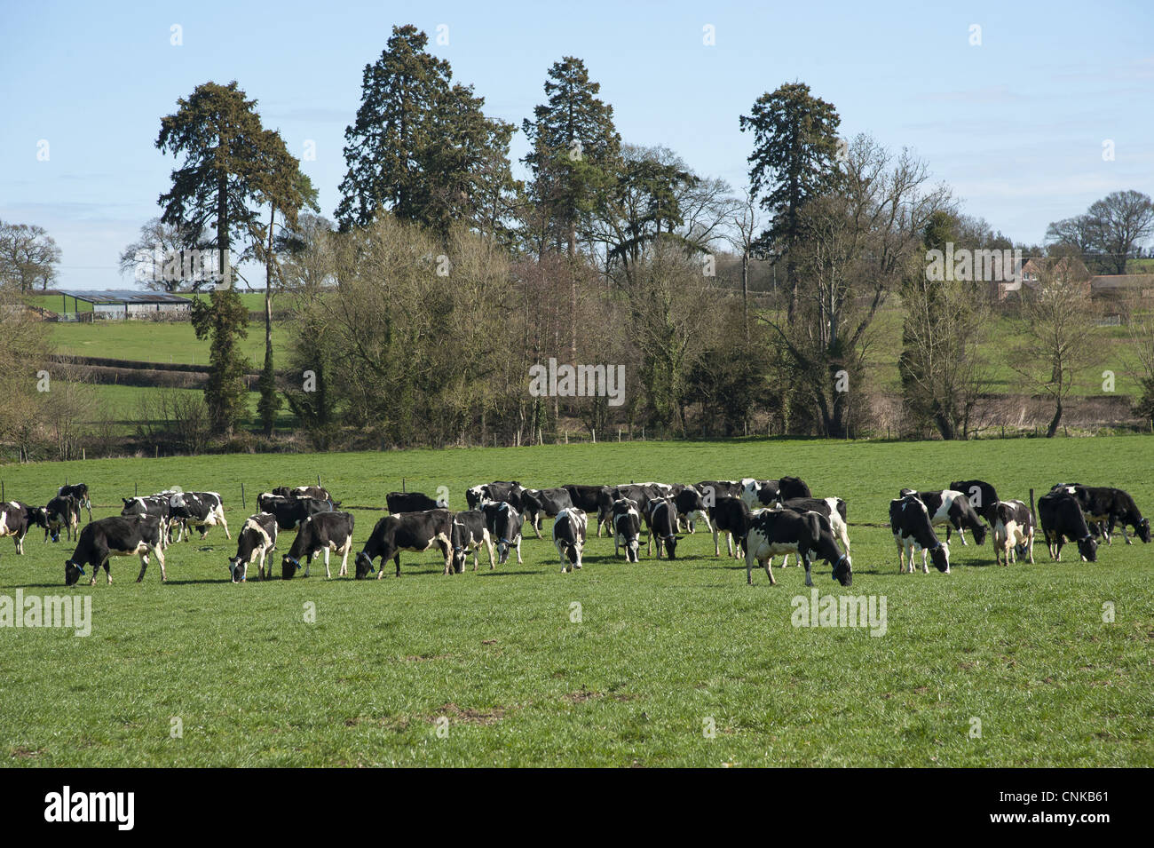 Domestic Cattle, Holstein Friesian type dairy cows, herd grazing in ...