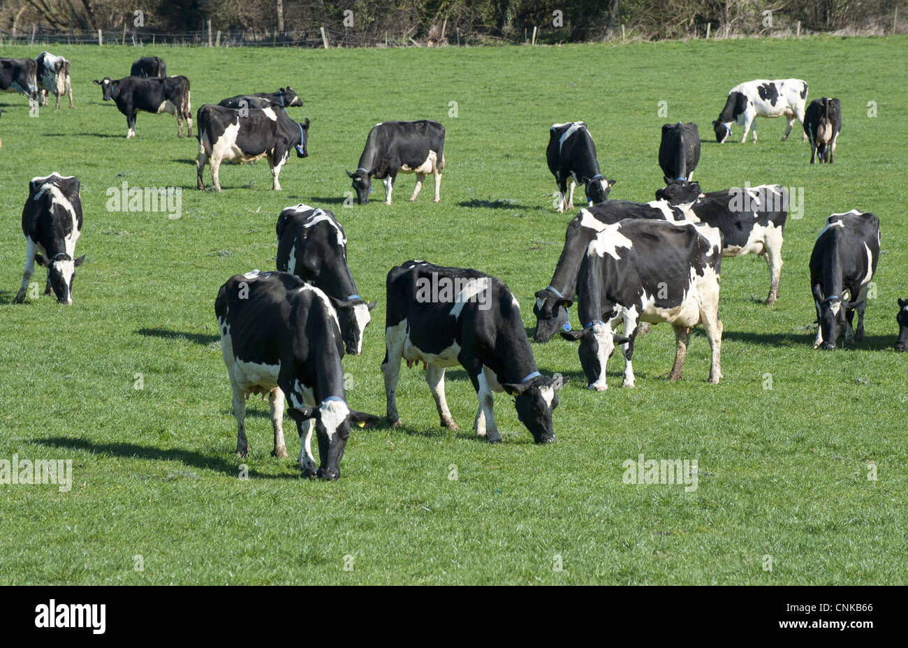Domestic Cattle, Holstein Friesian type dairy cows, herd grazing in ...