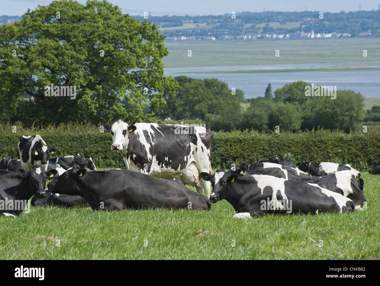 Domestic Cattle, Holstein dairy cows, herd resting in pasture ...